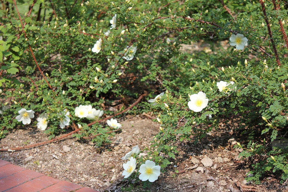 Dunwich Rose
