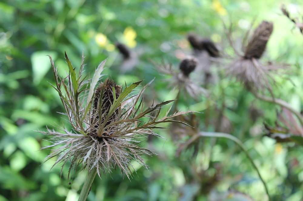 Eryngium alpinum