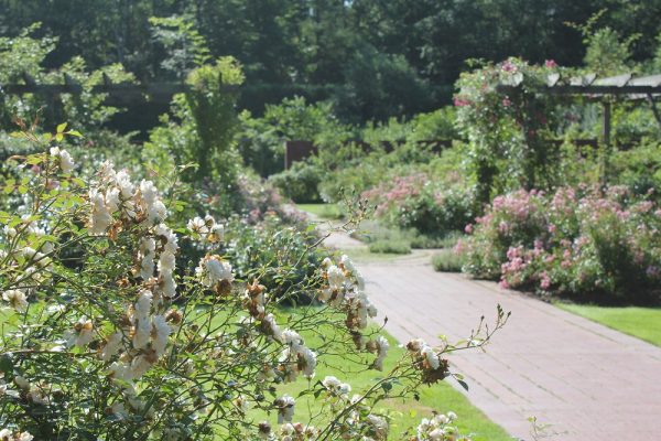 rosegarden