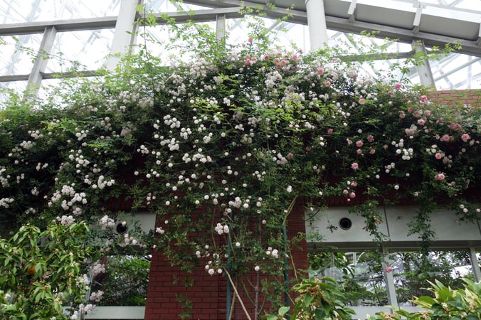 Paul's Himalayan Musk Rambler