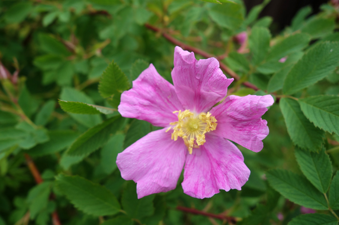 Rosa californica