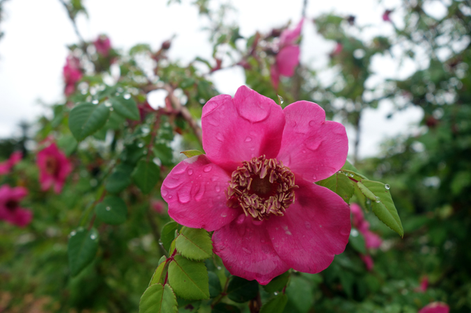 Rosa moyesii