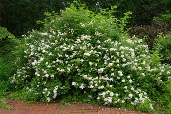 続 トゲ無し 工藤敏博の植物日記