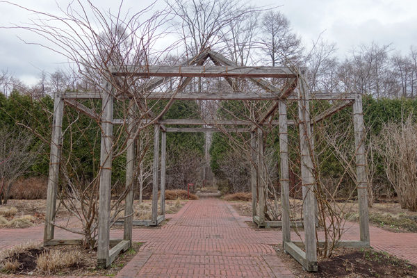 つるバラの剪定と誘引 工藤敏博の植物日記