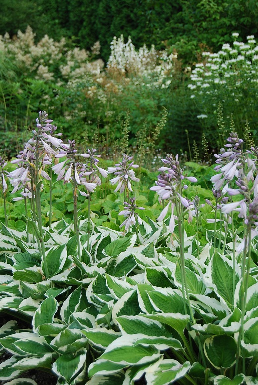 ホワイトガーデンに咲く薄紫色のホスタの花について イコログ