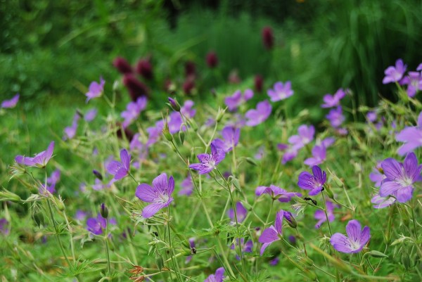 Geranium cv. Brookside