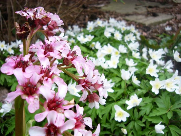 Bergenia ciliata f. Ligulata