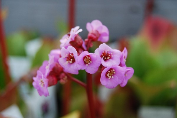 Bergenia cv. Baby Doll_01