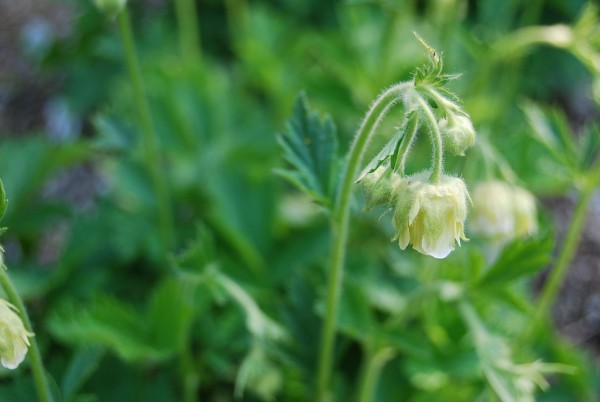 Geum rivale 'Album'