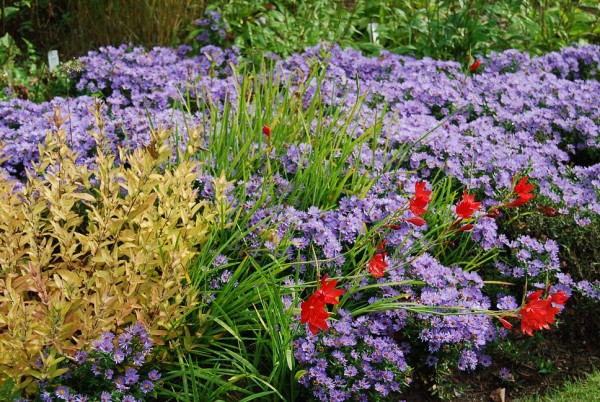 Aster dumosus