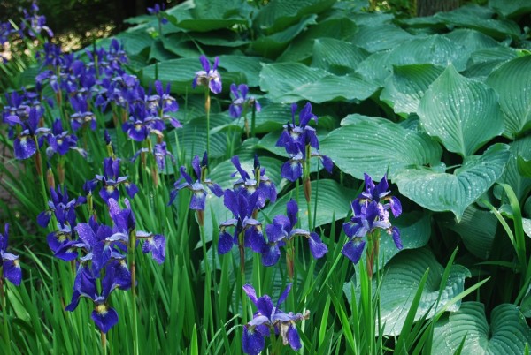 Iris sibirica