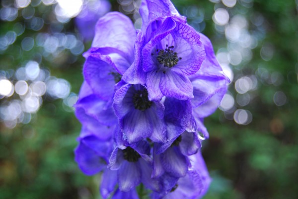 Aconitum carmichaelii 'Arendsii'