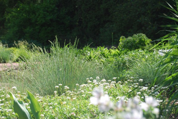 Festuca glauca