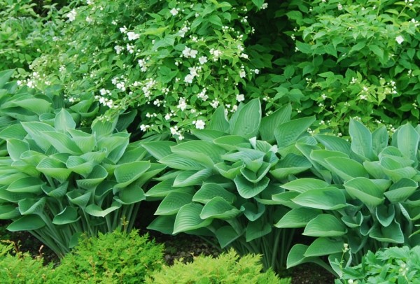 Hosta 'Krossa Regal'