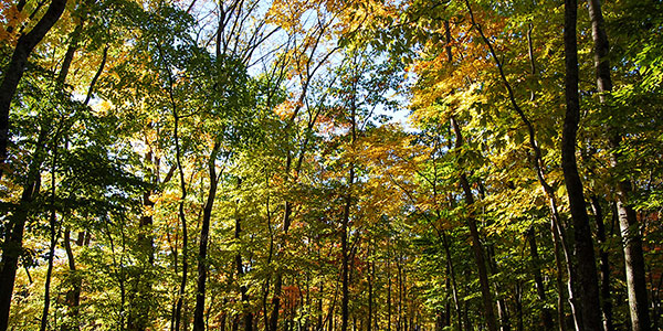 ウッドランドガーデン