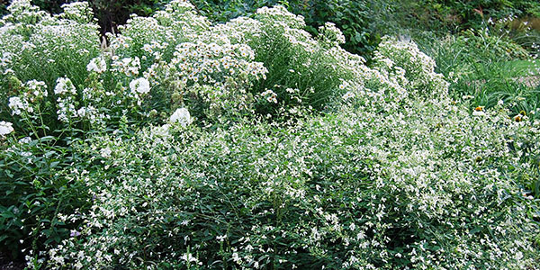 ホワイトガーデン