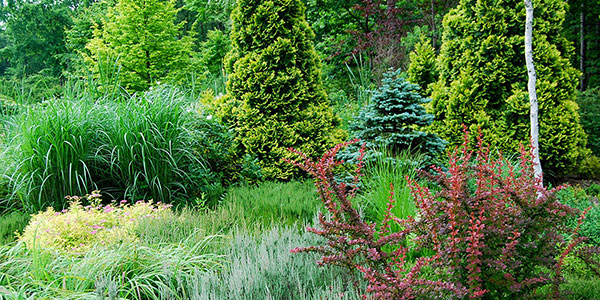 コニファーガーデン