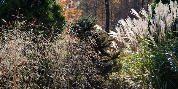 グラスガーデン