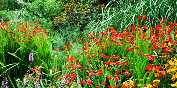 オータムボーダー