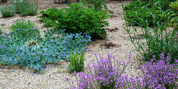 ロックガーデン