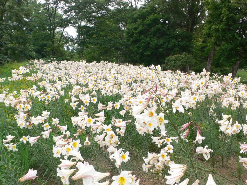 百合が原公園