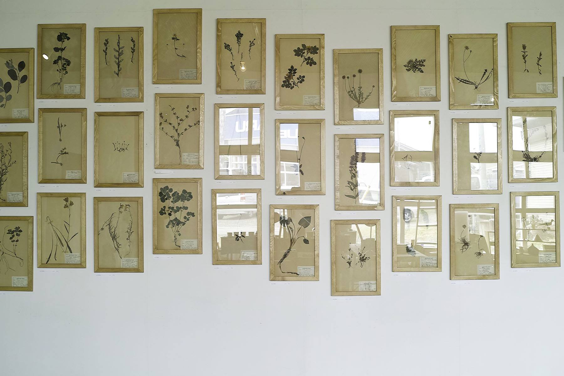 recollection」約100年前のフィンランドの植物標本展 by guild